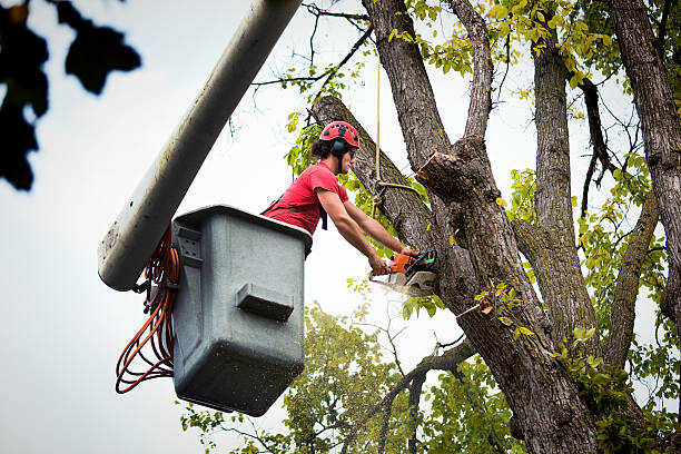 Professional Tree Service in Conway, PA